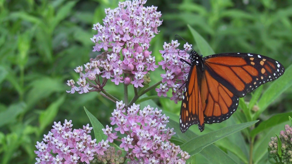 Take Action Help Save The Western Monarch Butterfly