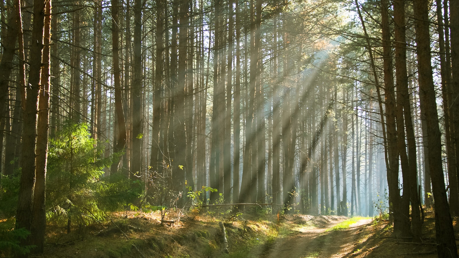 Sunlight streaming through trees in the boreal forest.