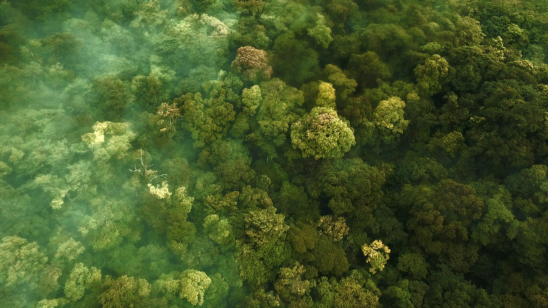 空中热带森林