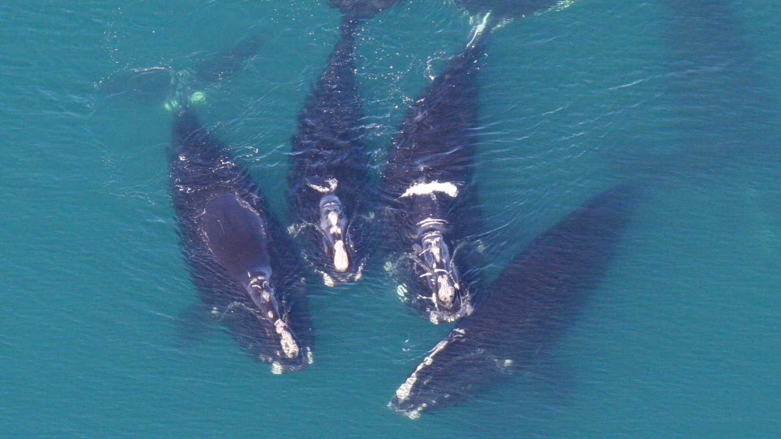 佐治亚州水域的四头露脊鲸群