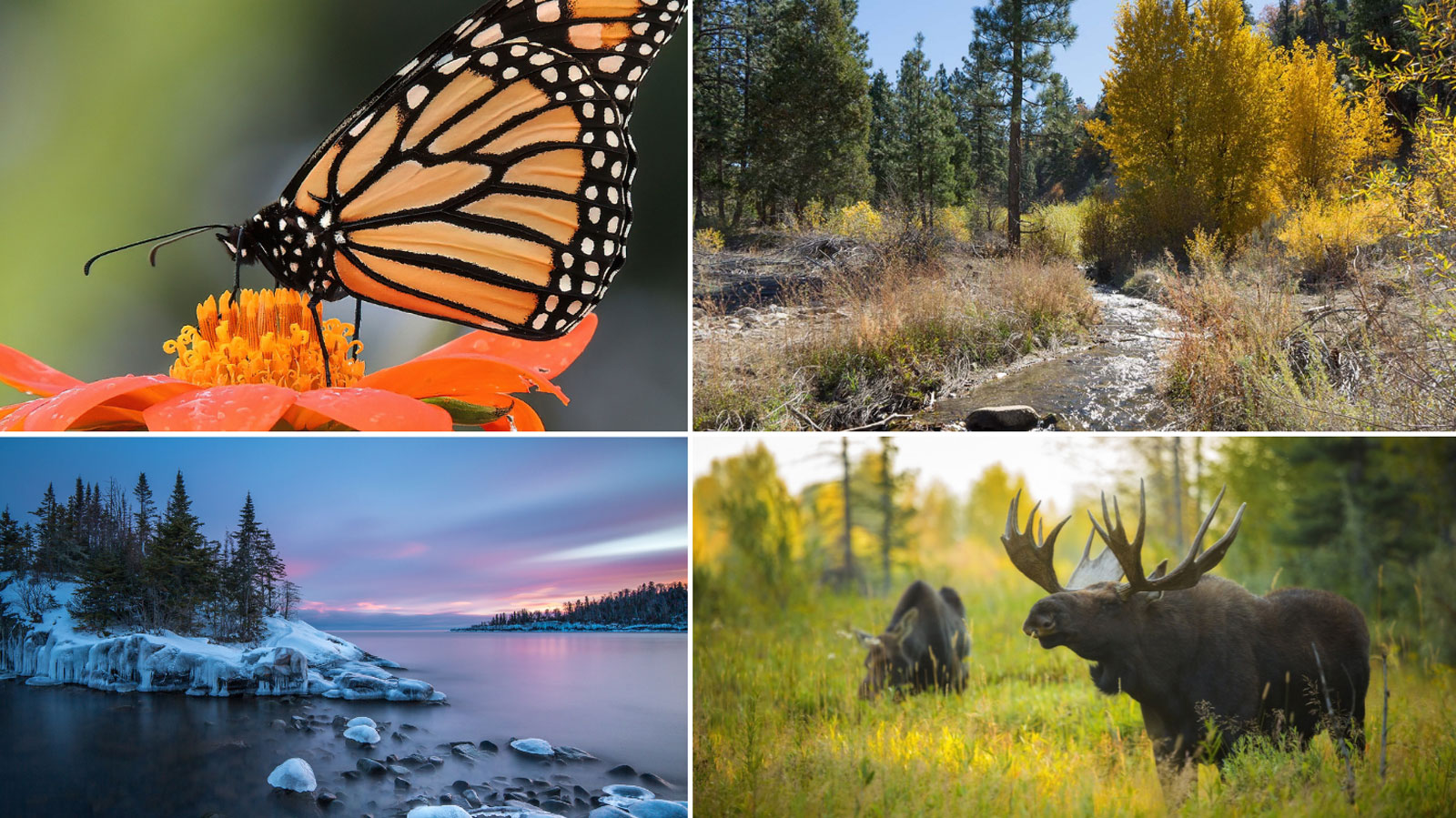 Credit: Photos (Clockwise) CC0, U.S. Forest Service via Flickr CC0, Traunfoto via Shutterstock, Chase Dekker via Shutterstock