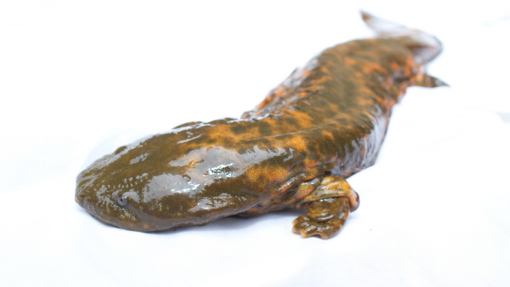 Meet Pennsylvania’s new state amphibian