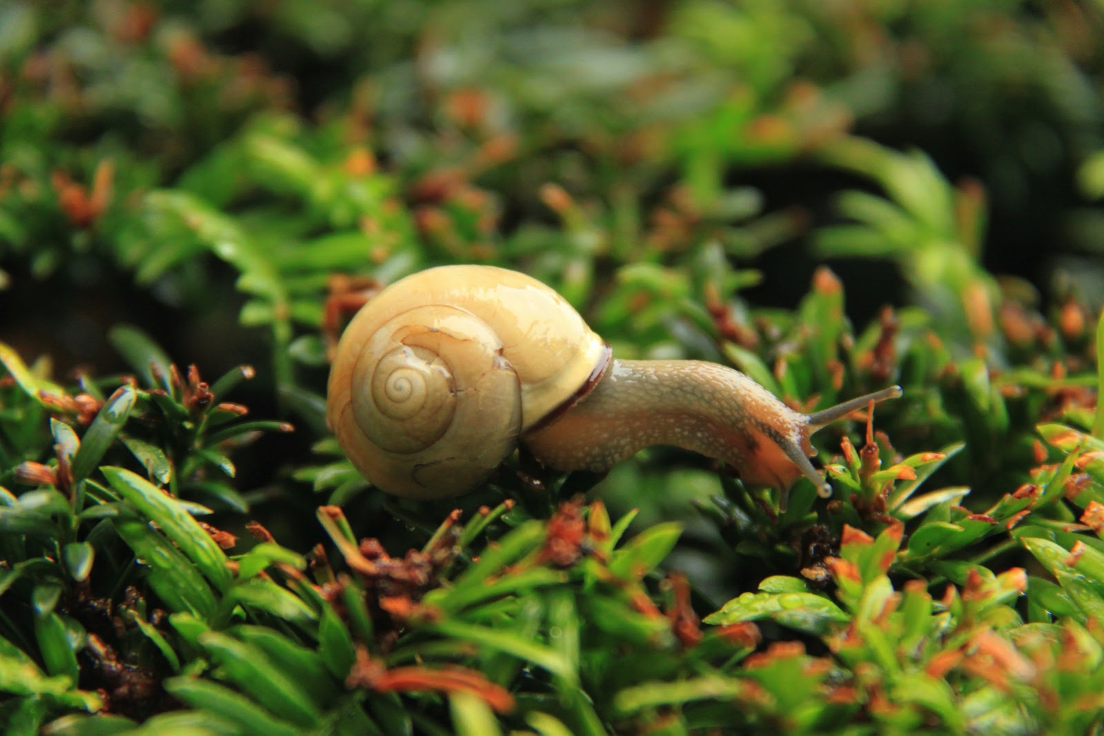 A snail explores some sprouting plants. Source: Cristian Bortes_Flickr_CC BY 2.0