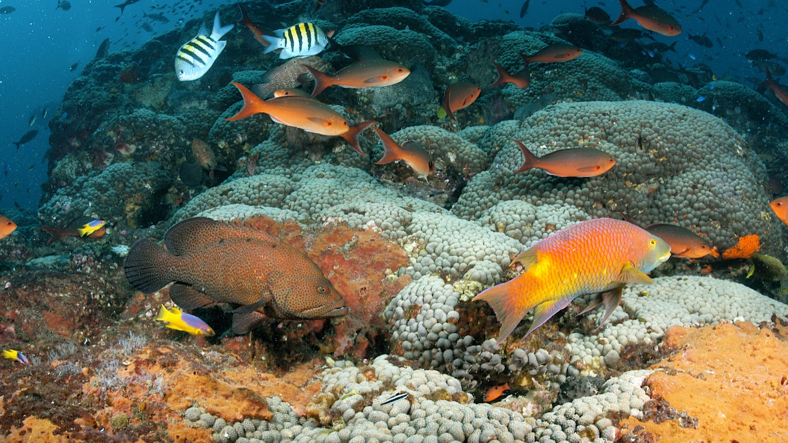 Fish over a vibrant coral reef