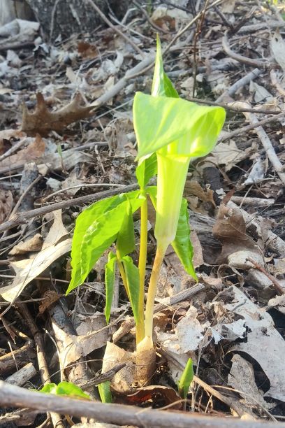 Jack-in-the-pulpit (photo credit Nathan Murphy)