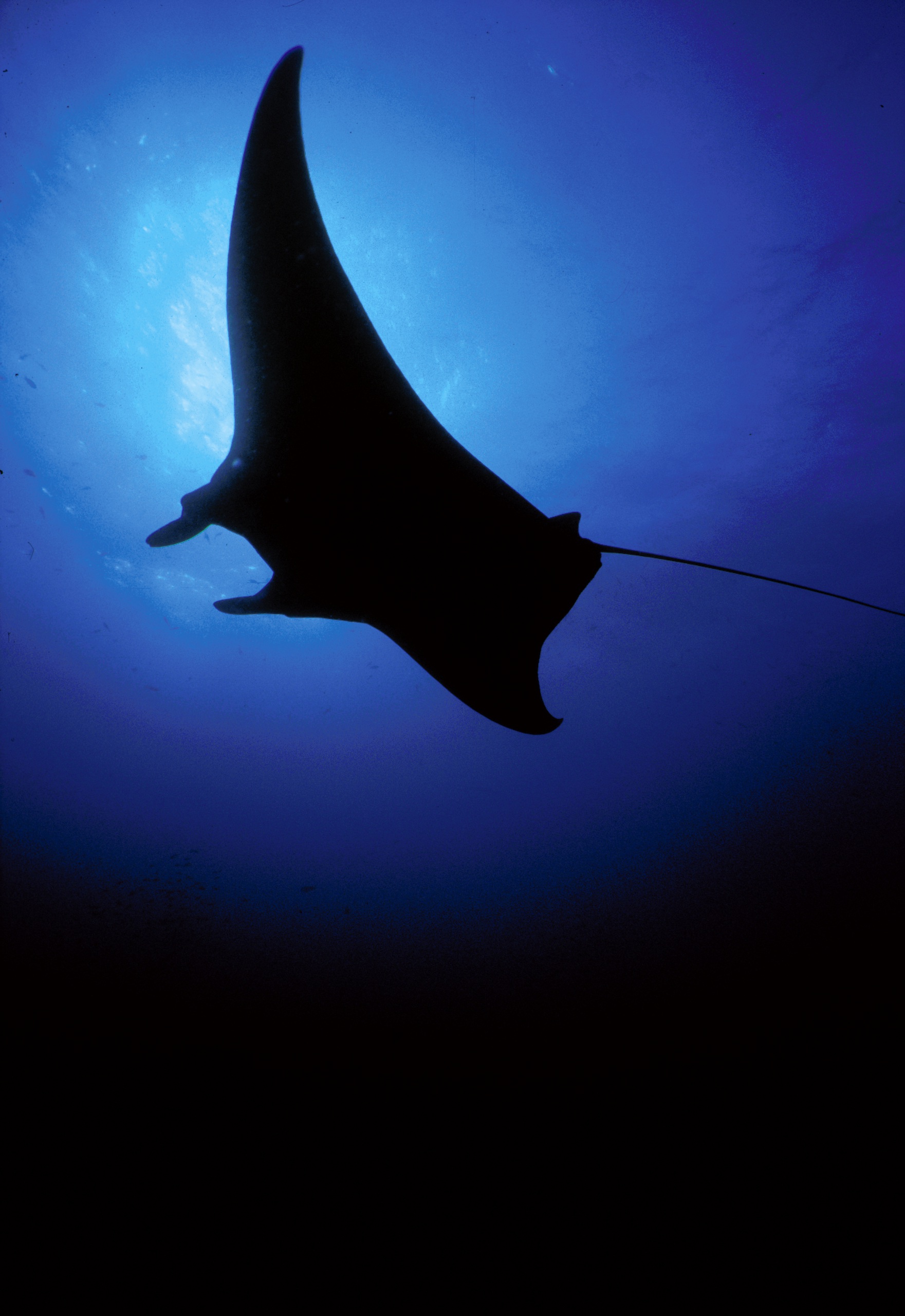 A manta ray shadow from below the waves