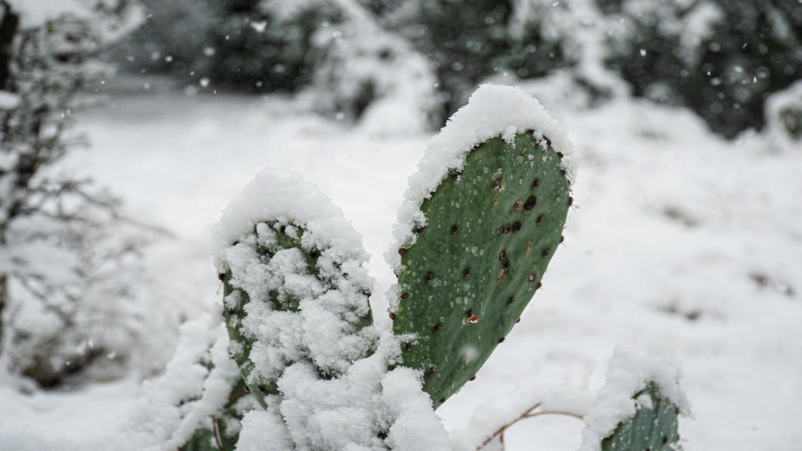 Snow covered Cactus