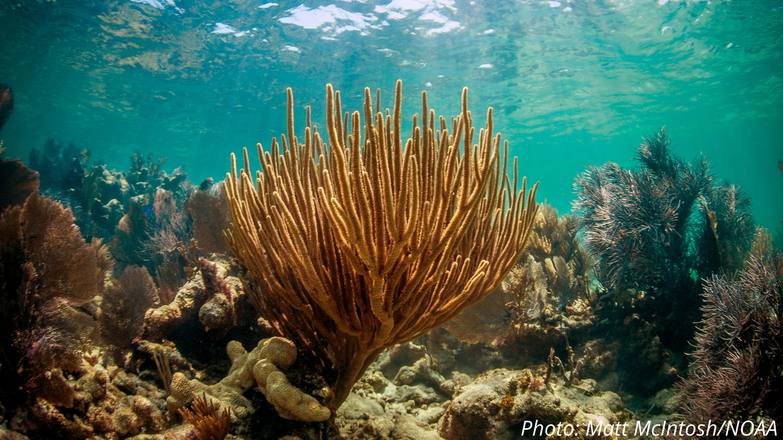 Florida Keys coral