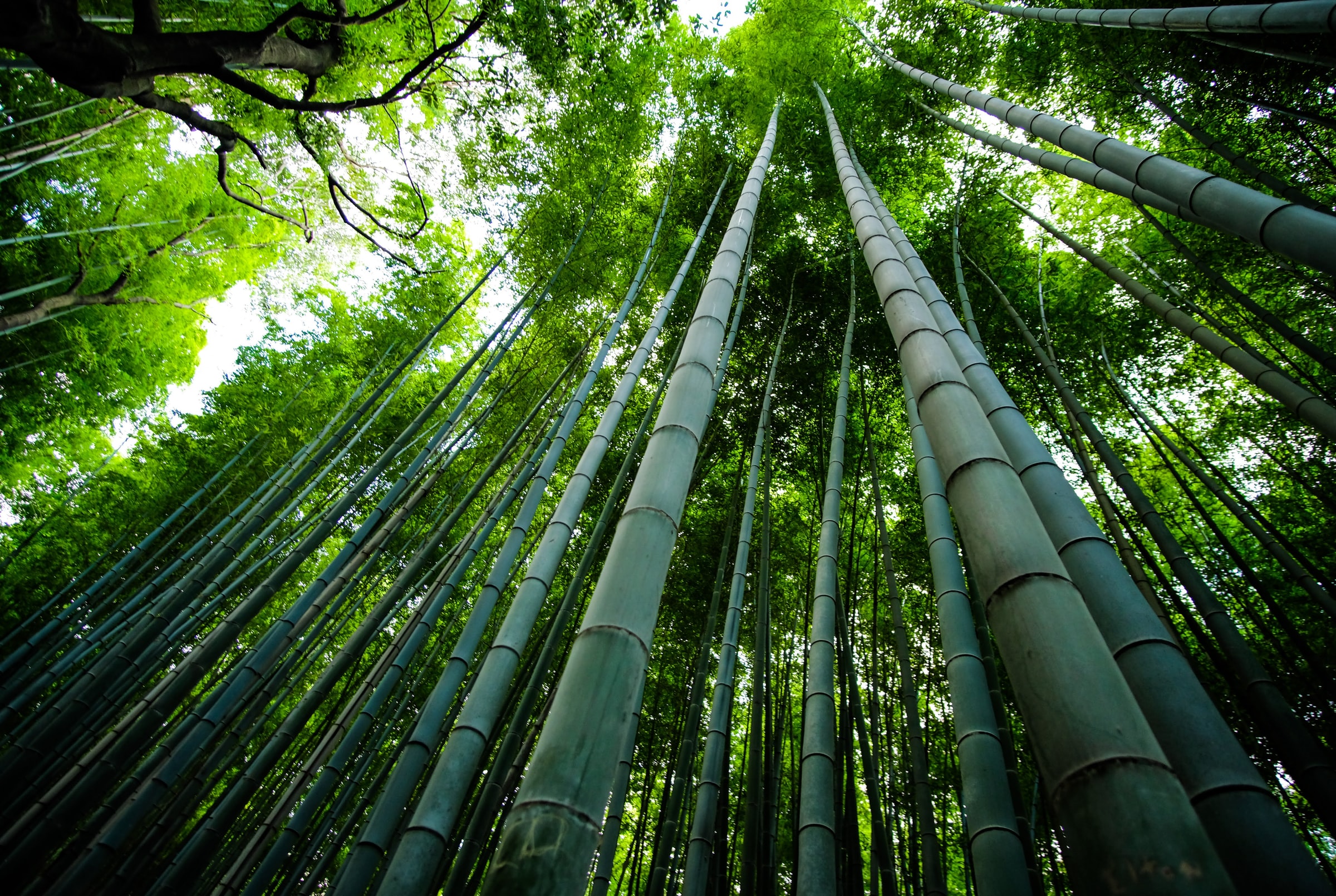 Moving Beyond Wood Pulp Part 2: Bamboo