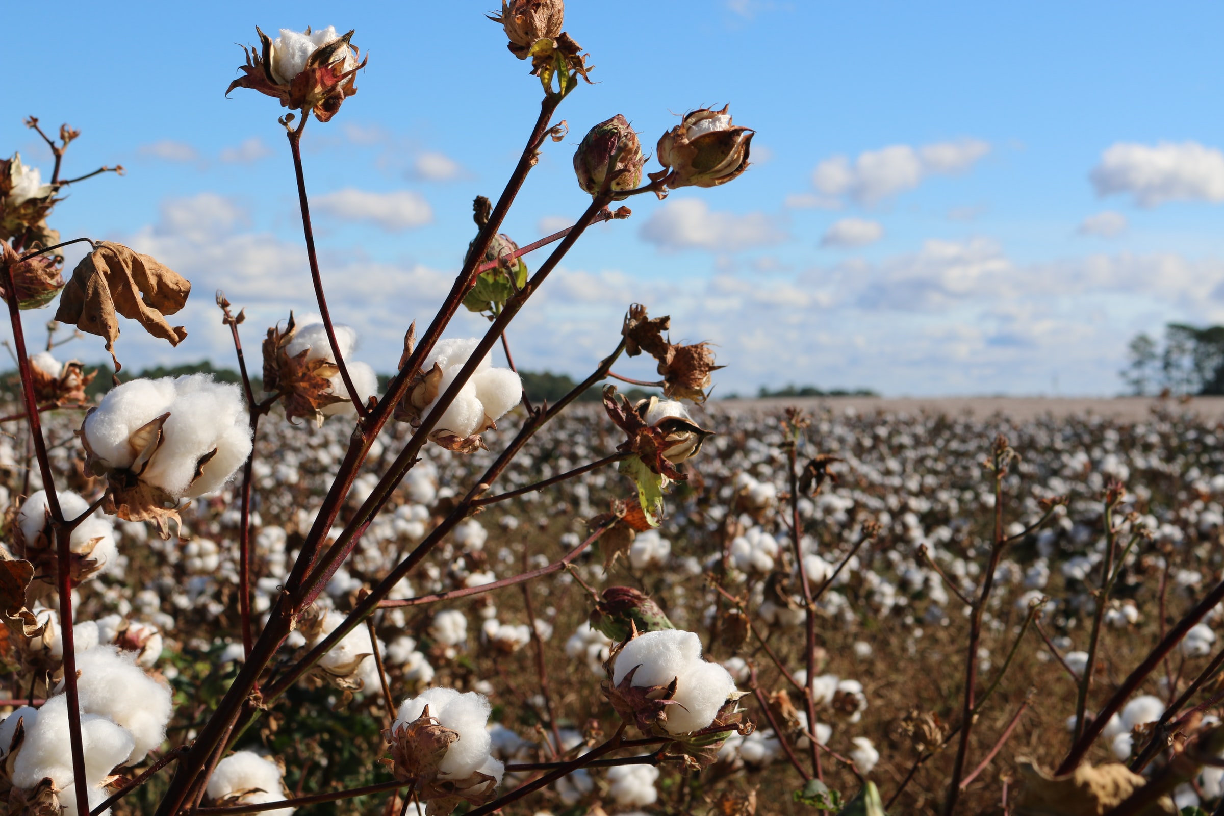 Moving Beyond Wood Pulp Part 1: Cotton