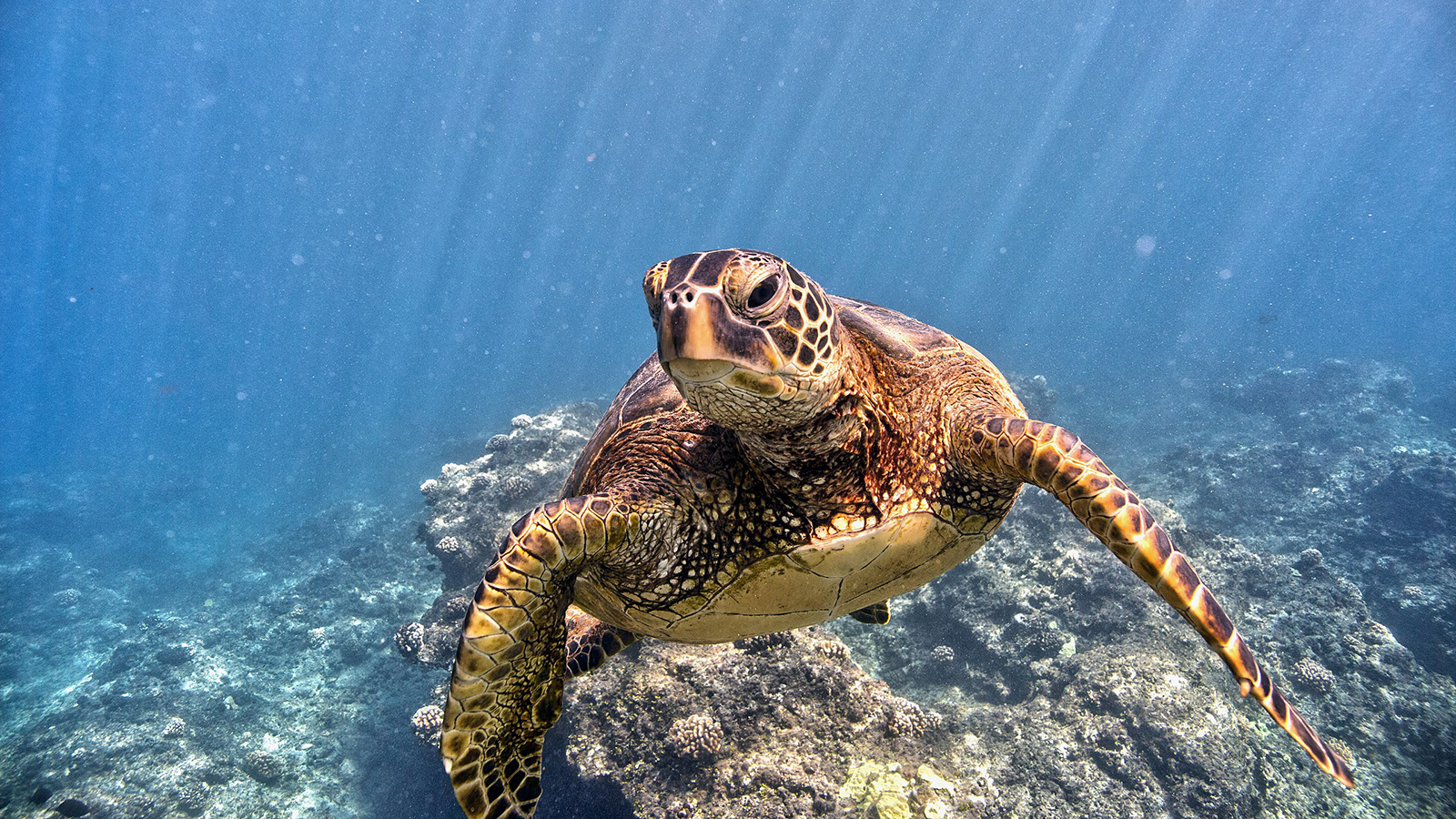 Papahānaumokuākea Marine National Monument