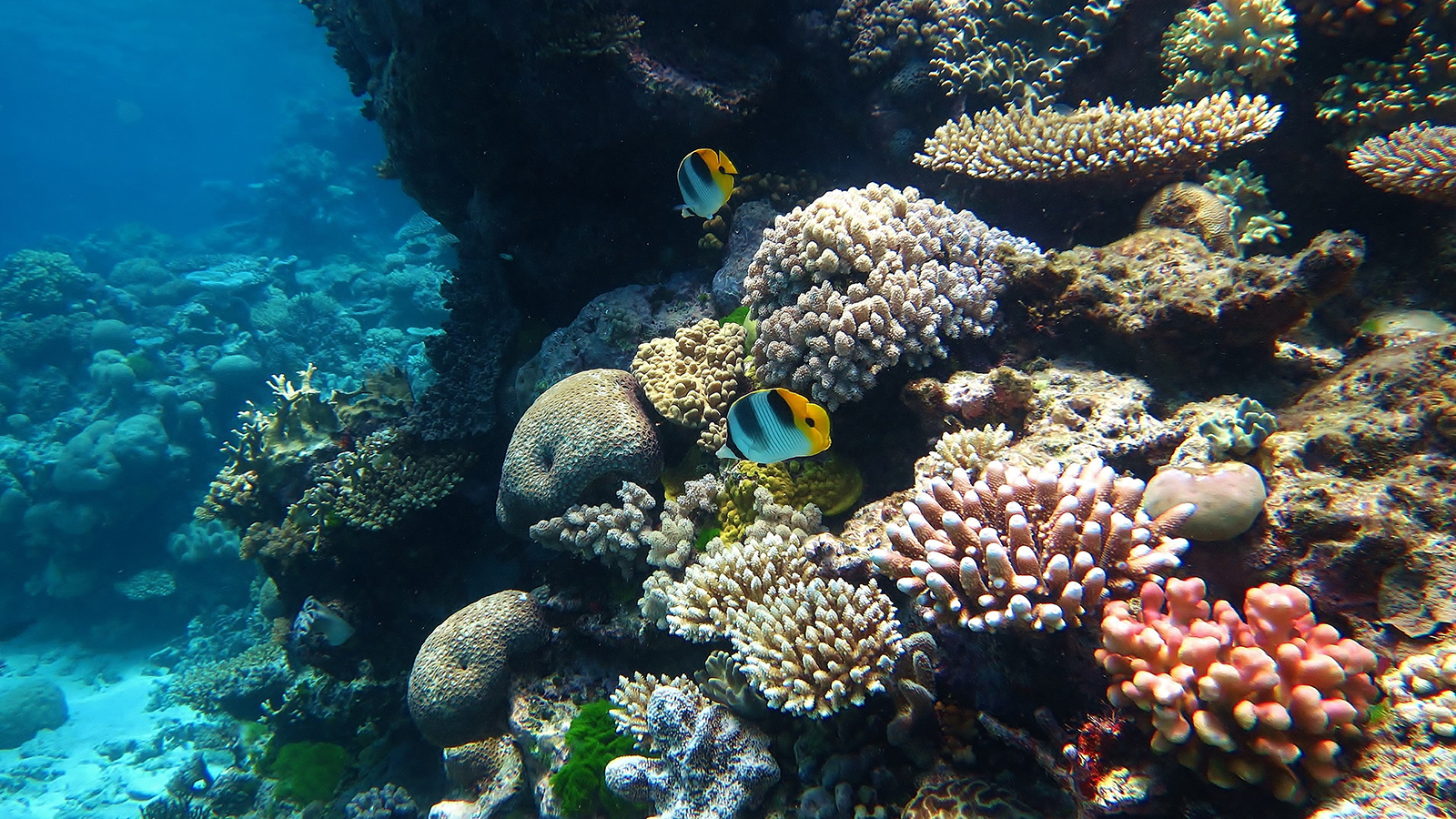Lessons from the Great Barrier Reef
