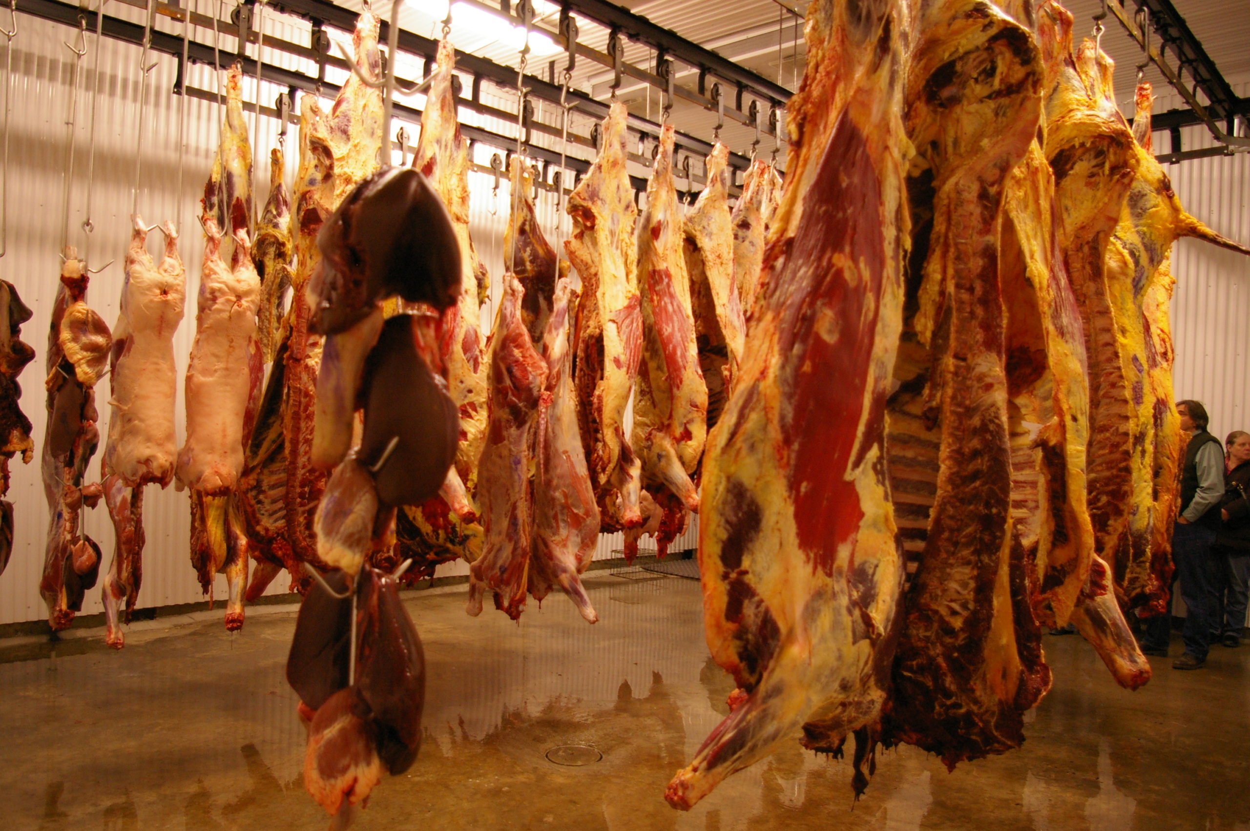 Carcasses hanging in a slaughterhouse