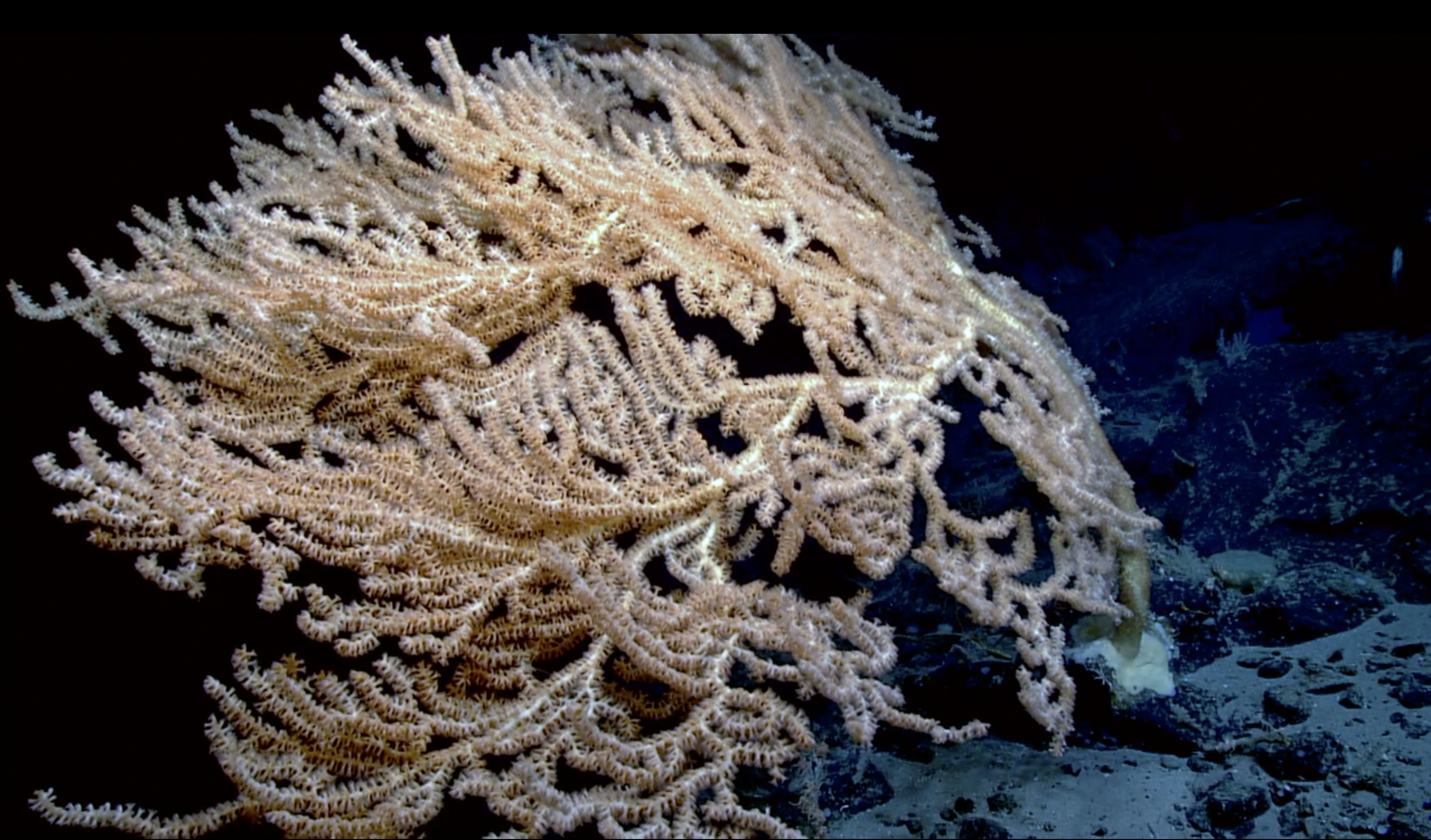 1600 year old coral