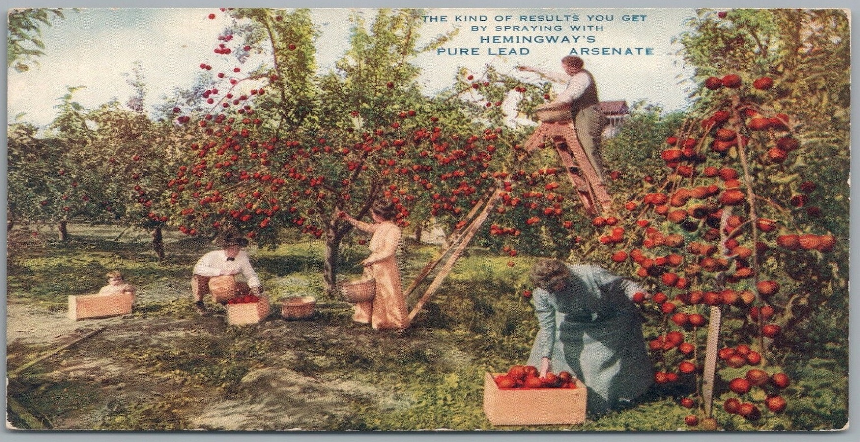 An old postcard of workers in an apple orchard with the words 