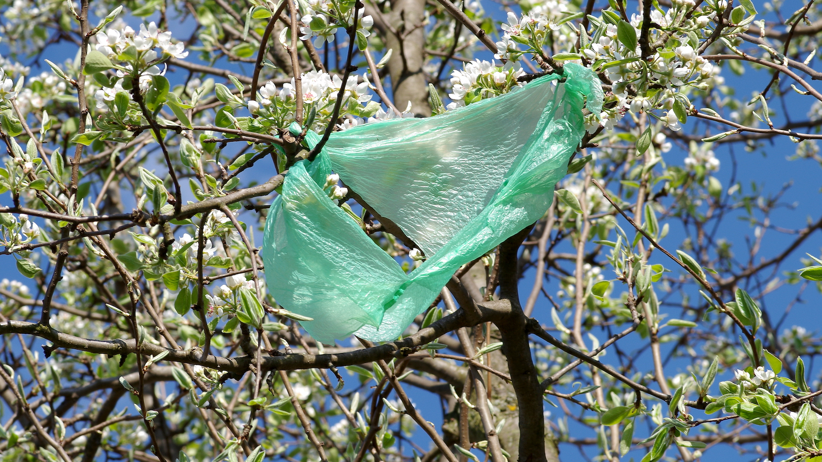 Plastic bag in a tree