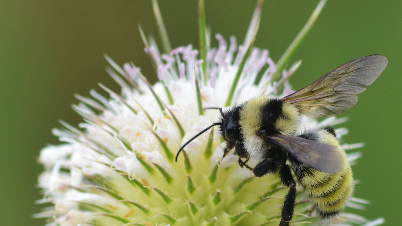An American bumblebee sits on a white flower.