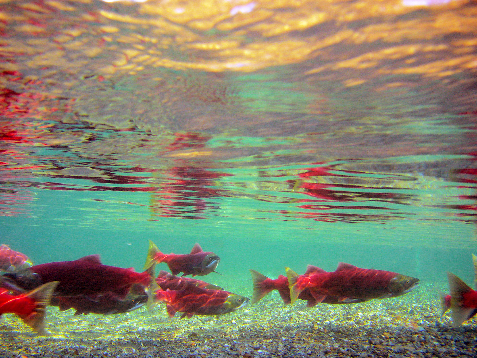 Salmon swimming in water