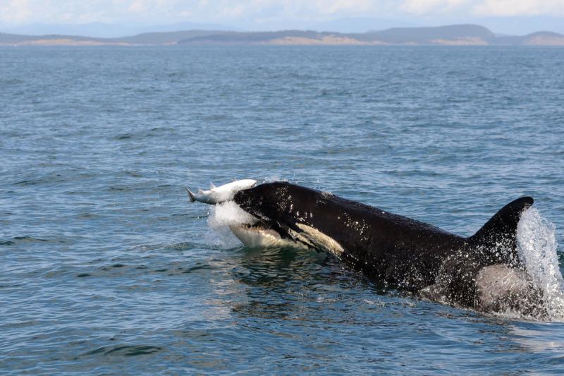 Southern Resident killer whale preys on salmon in the Salish Sea near Seattle. Credit: Su Kim/NOAA Fisheries