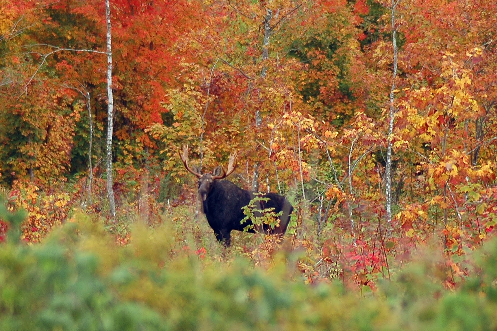 moose in forest with fall leaves
