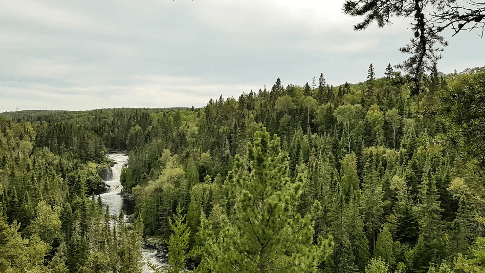 River running through green boreal forest with overcast skies