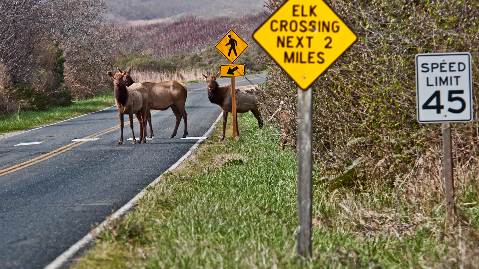 Elk crossing road with sign