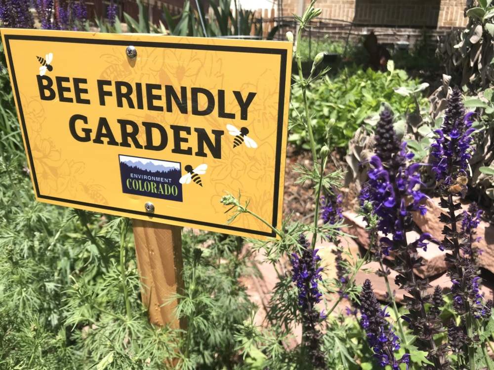 Guide To Planting A Pollinator-friendly Garden