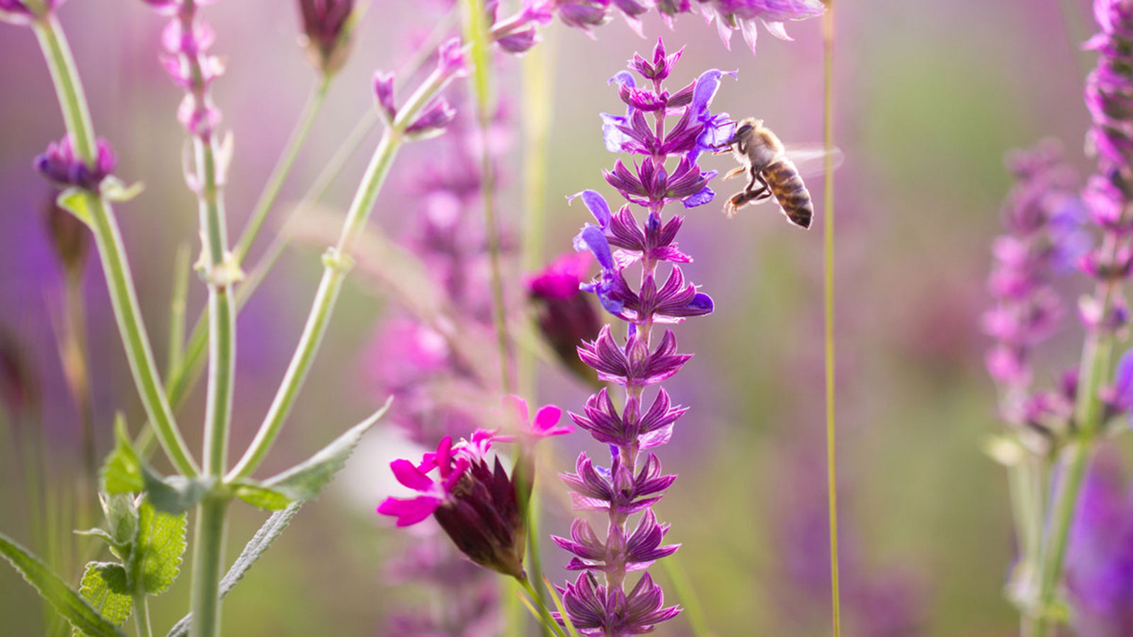 WEB-AME-wildflowers-pilipphoto-via-Shutterstock