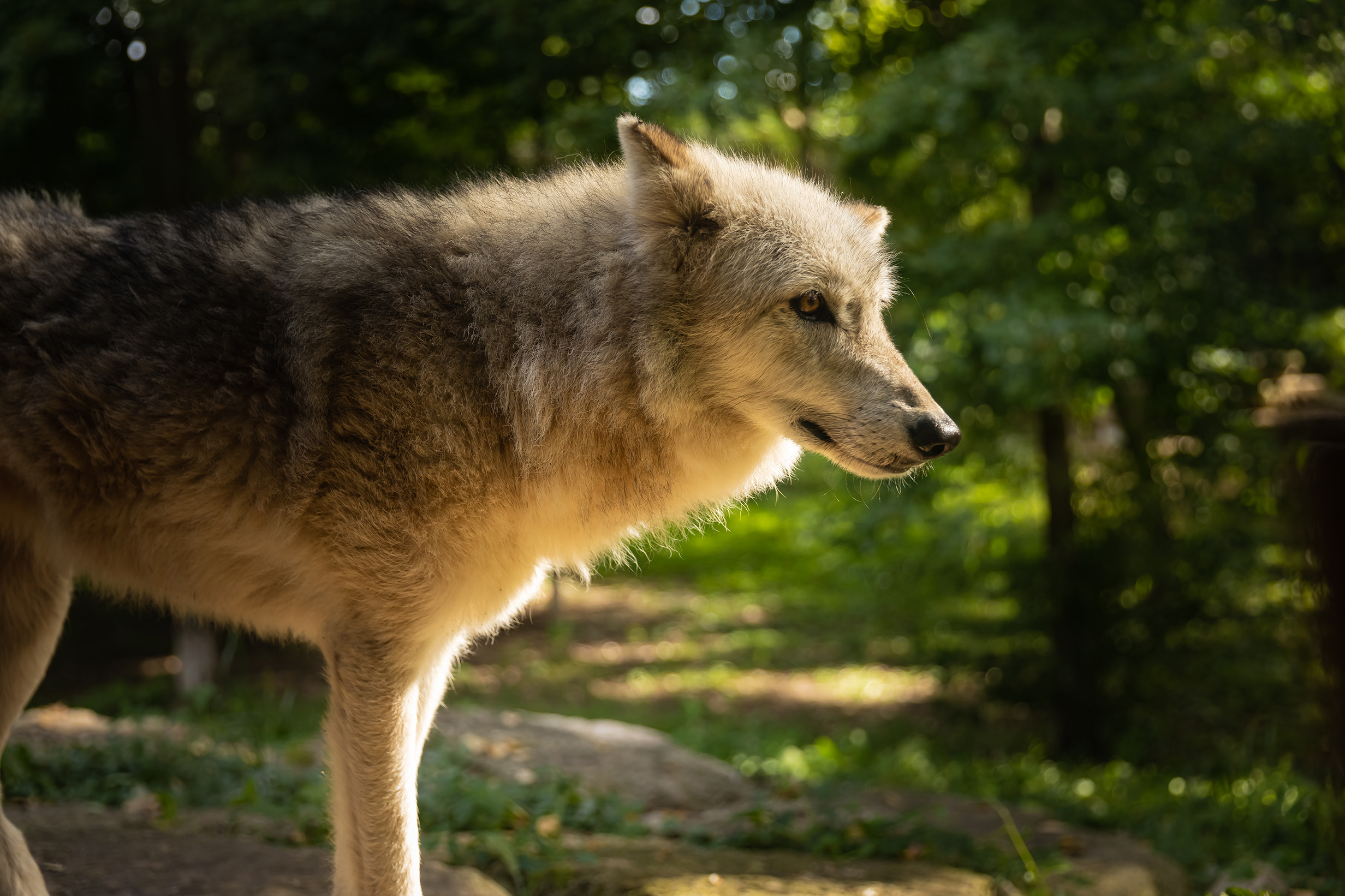 gray-wolf-in-forest-MackBoRoss-via-Shutterstock