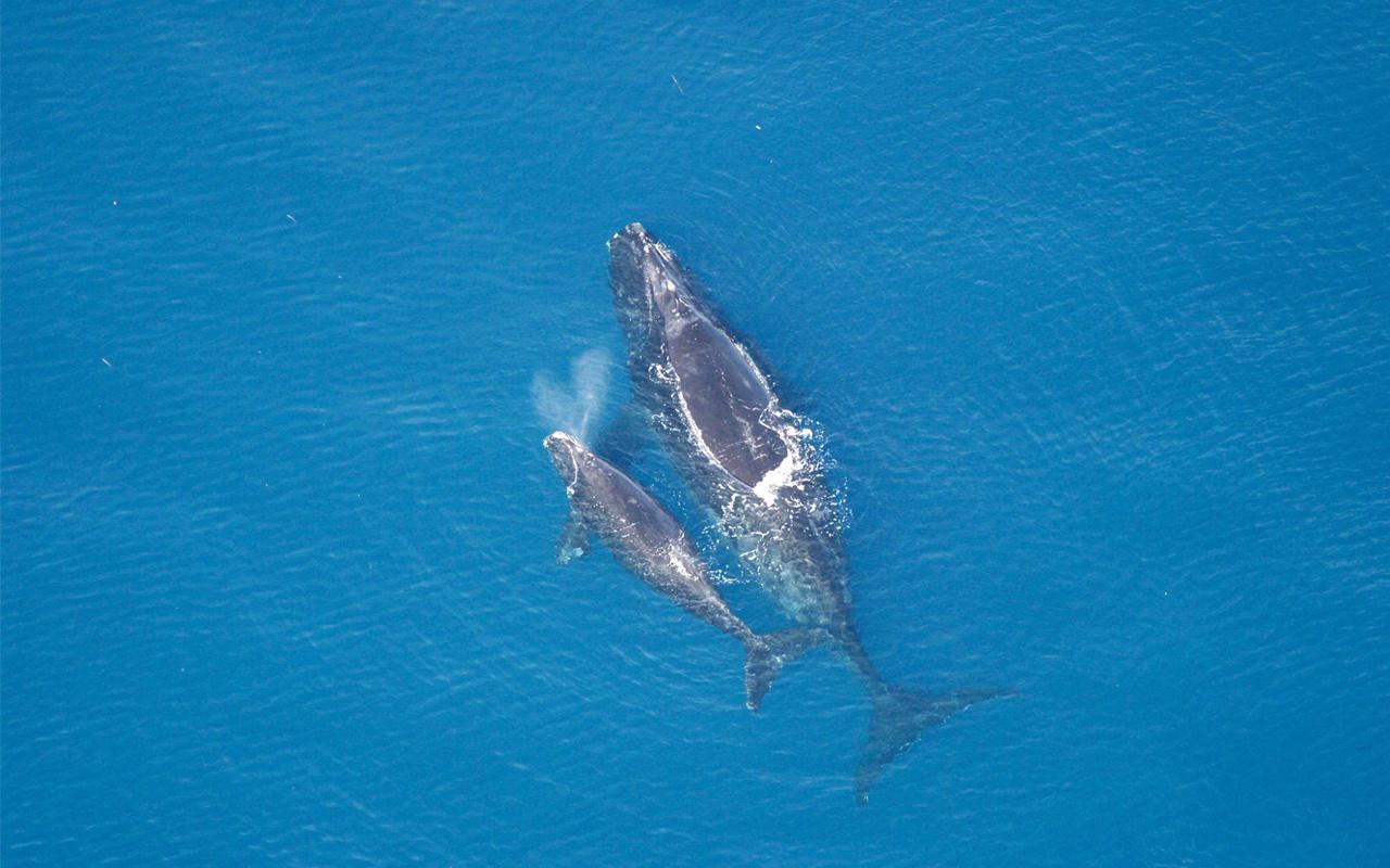 Right whale mother and calf swimming