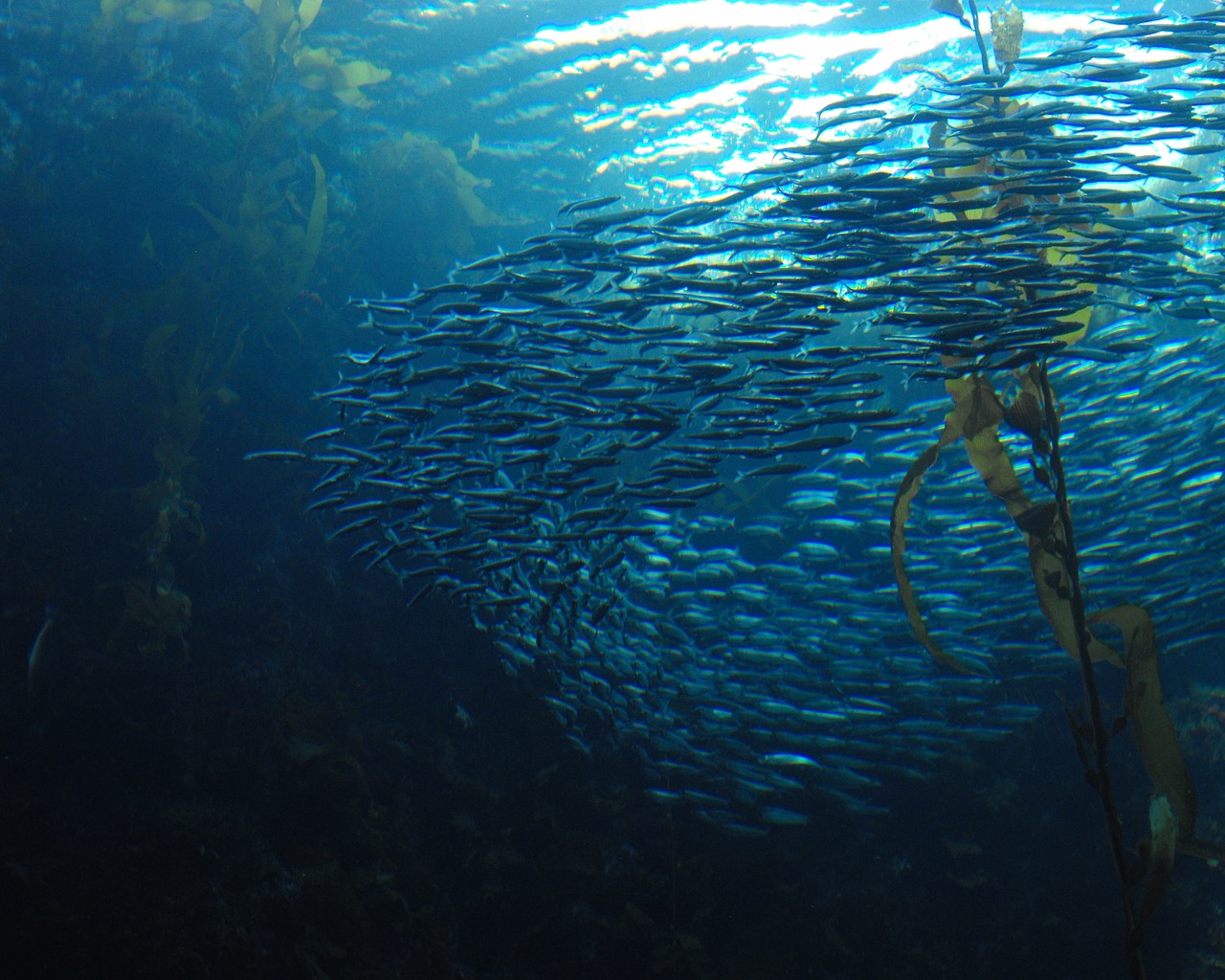 School of fish swimming around seaweed