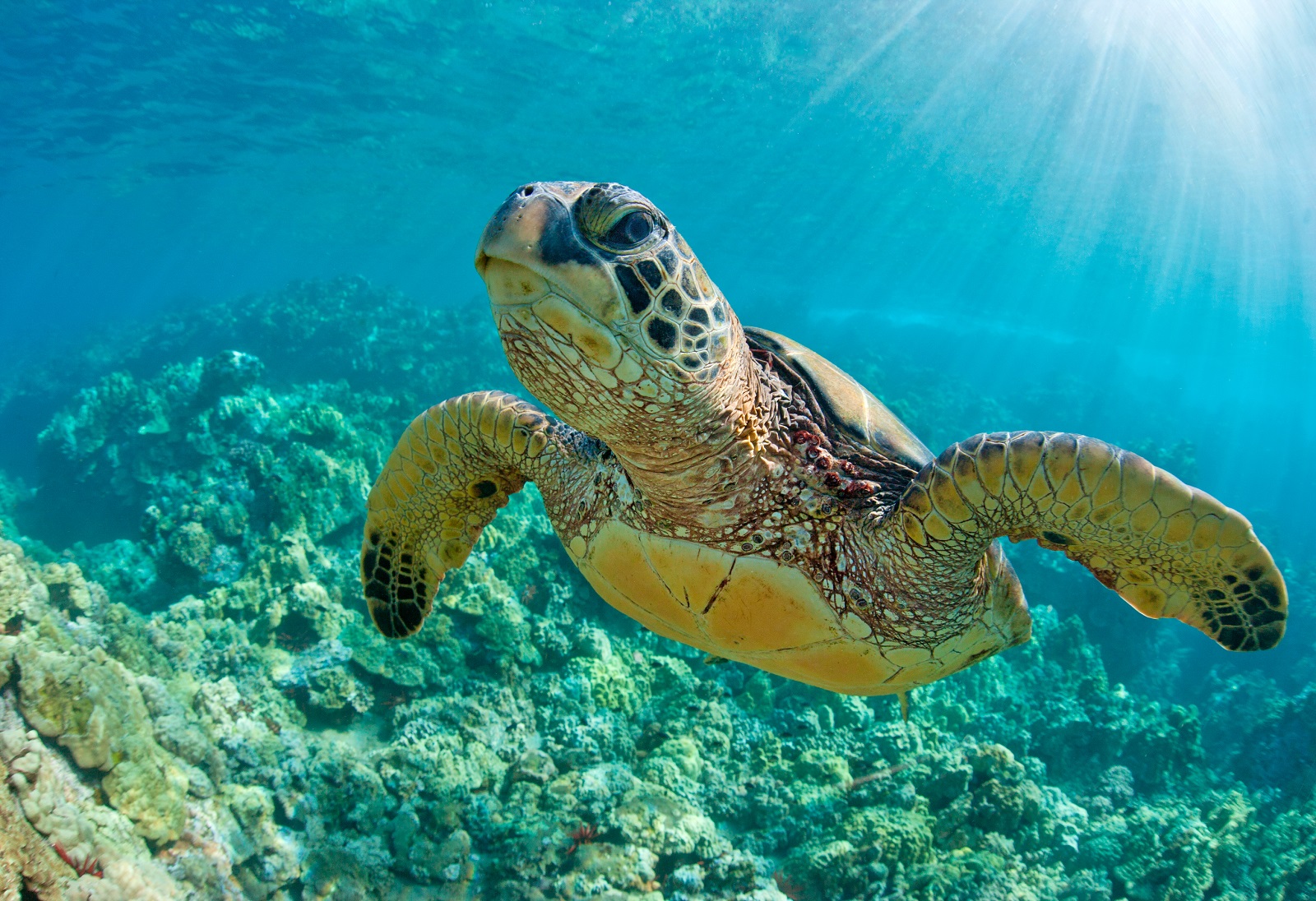 Sea turtle swimming in coral reef in Hawaii