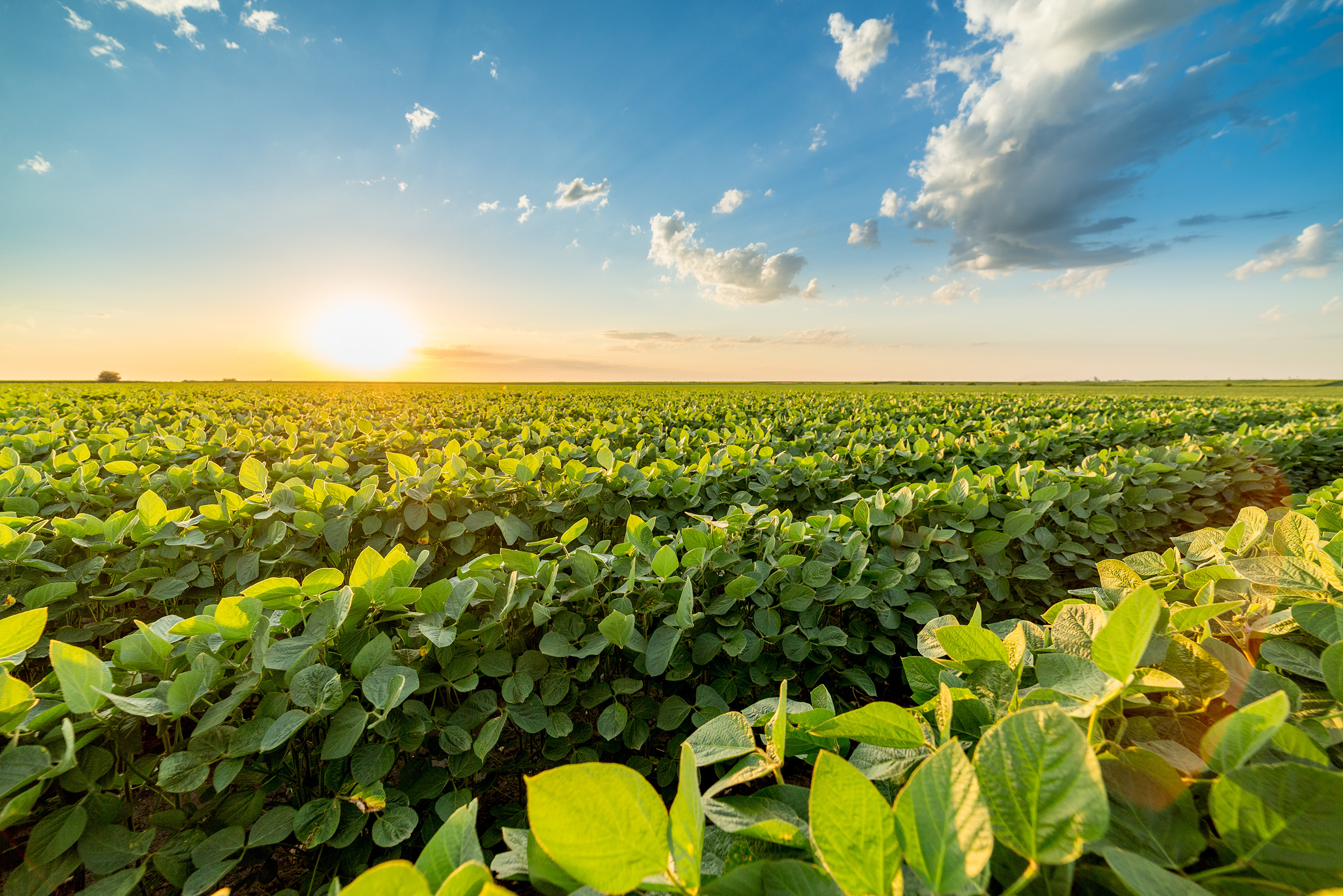soybean-field-farm-oticki-via-shutterstock