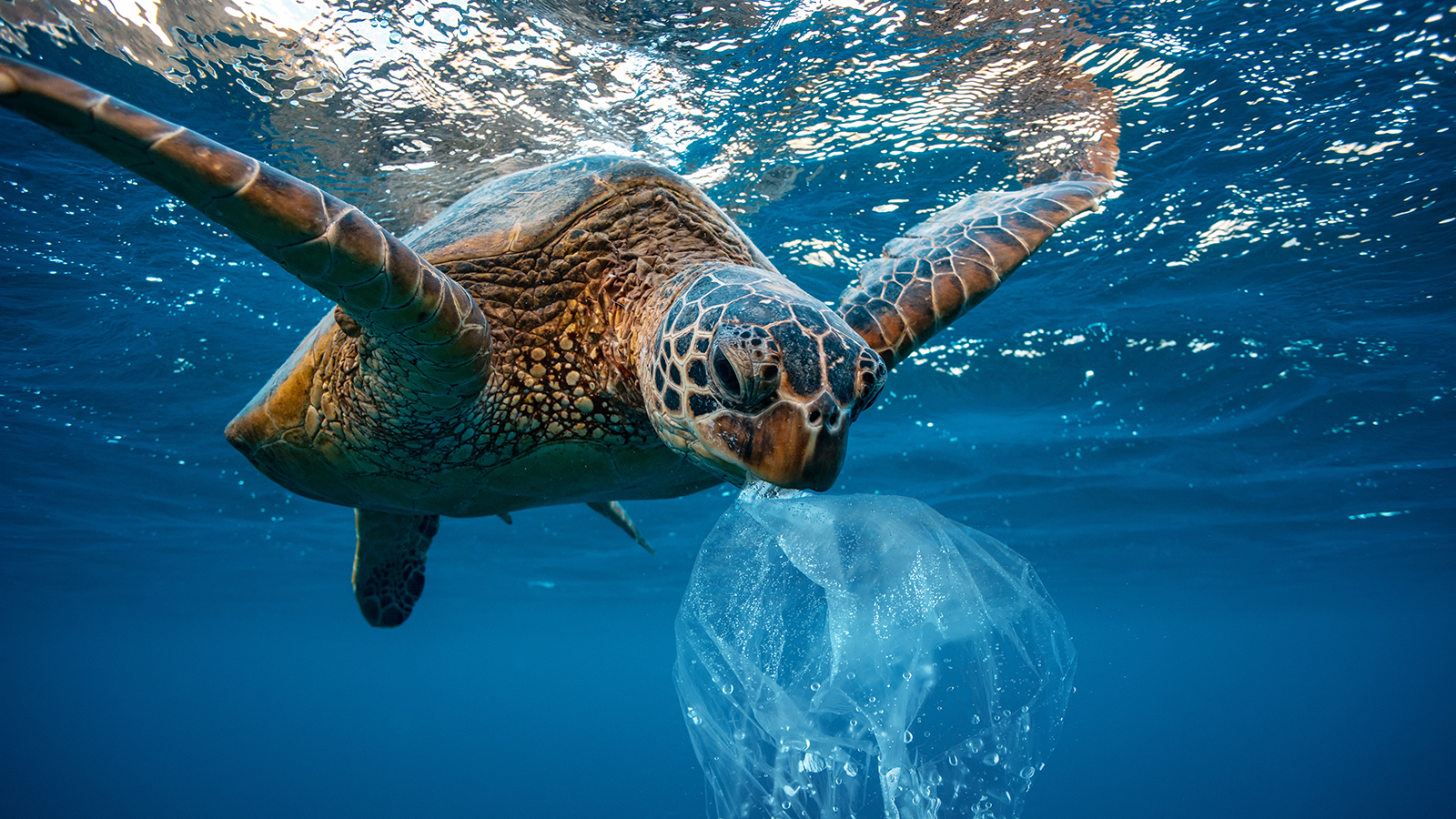 sea turtle chasing plastic bag