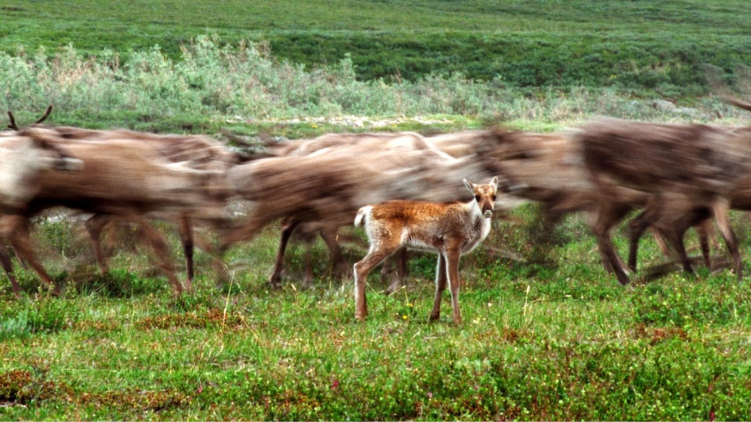 Our decades-long campaign to defend the Arctic National Wildlife Refuge ...