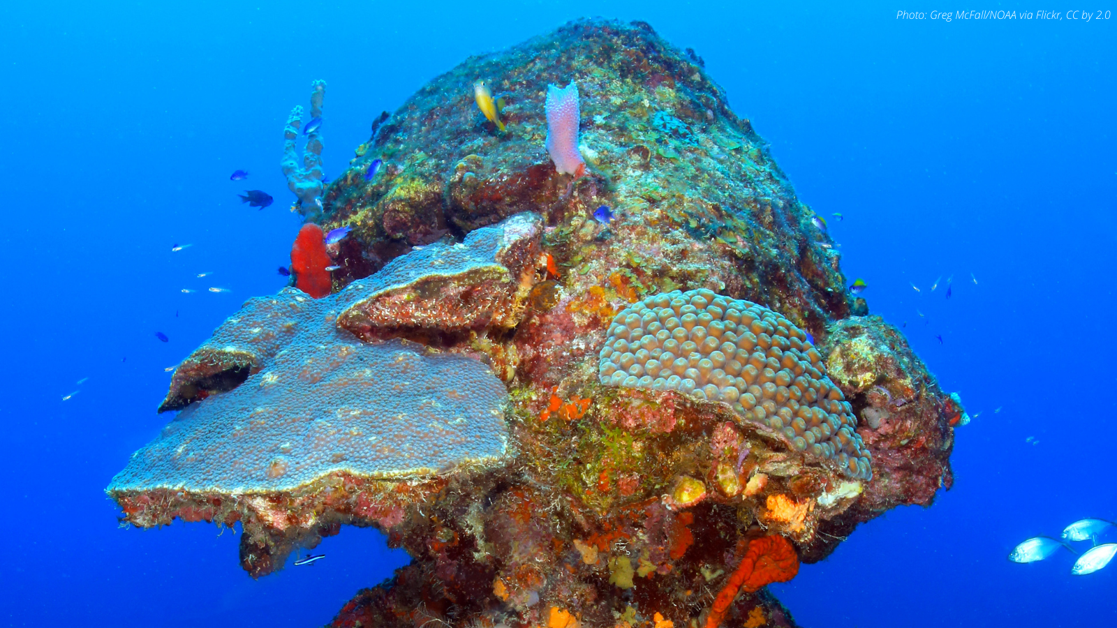 boulder coral with fish