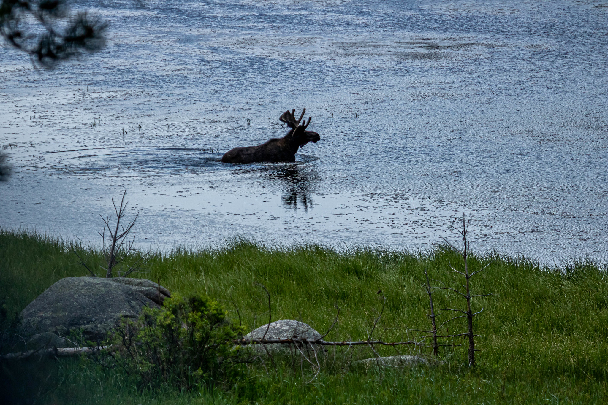 Moose swimming in water at Rocky Mountain National Park in Colorado.