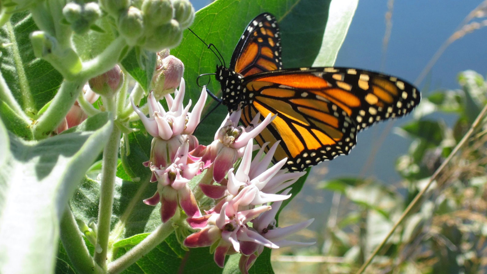 Monarch Caterpillar Munching Milkweed