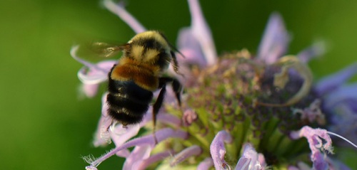 Rusty Patched Bumblebee