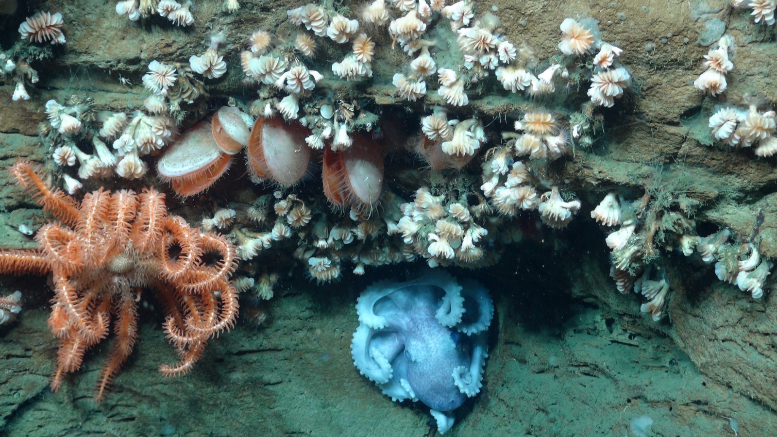 An octopus, sea star, bivalves, and dozens of cup coral all share the same overhang.