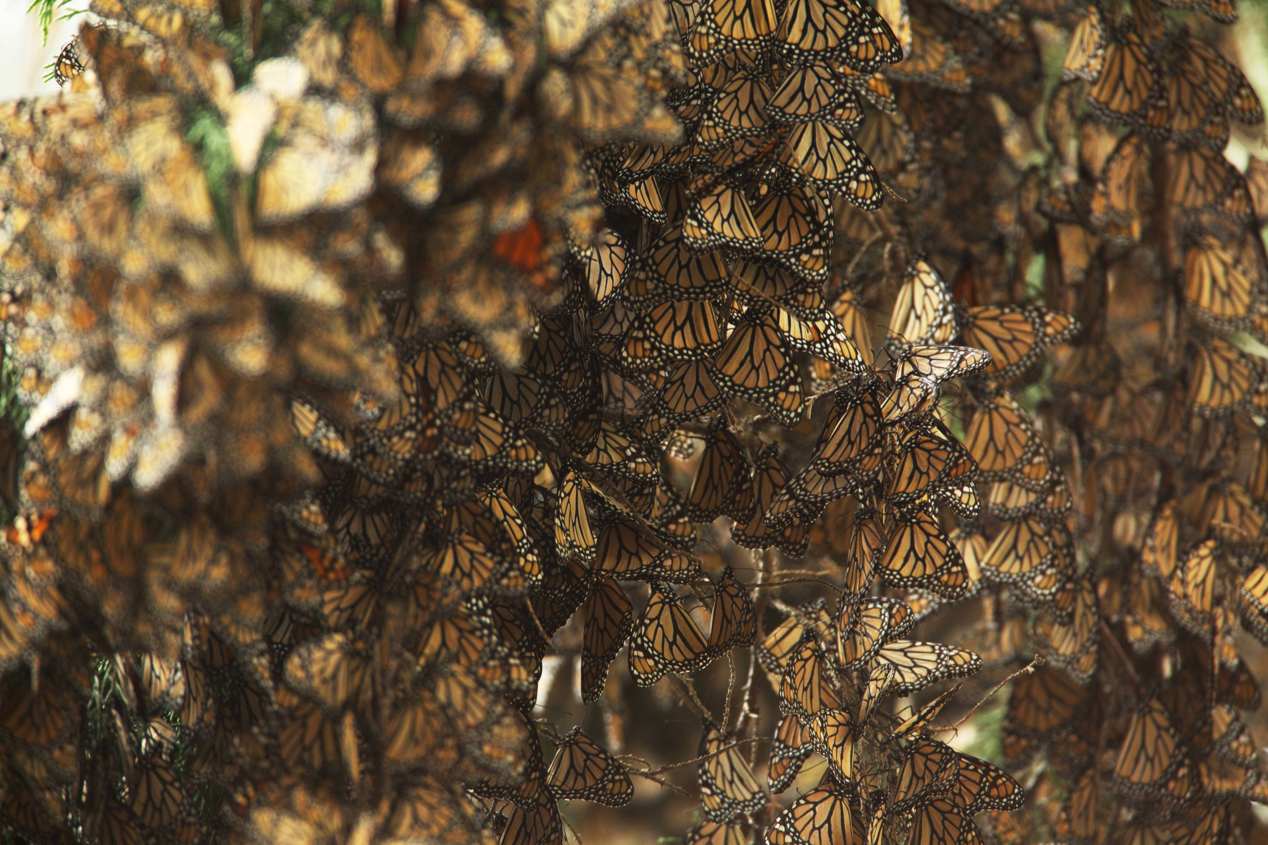 Western monarch butterfly cluster