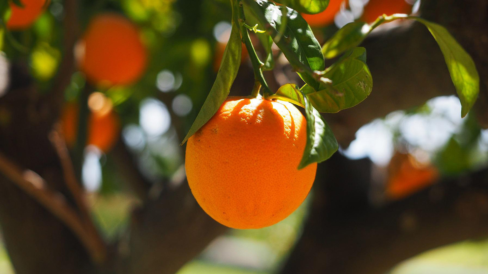 Oranges on a tree