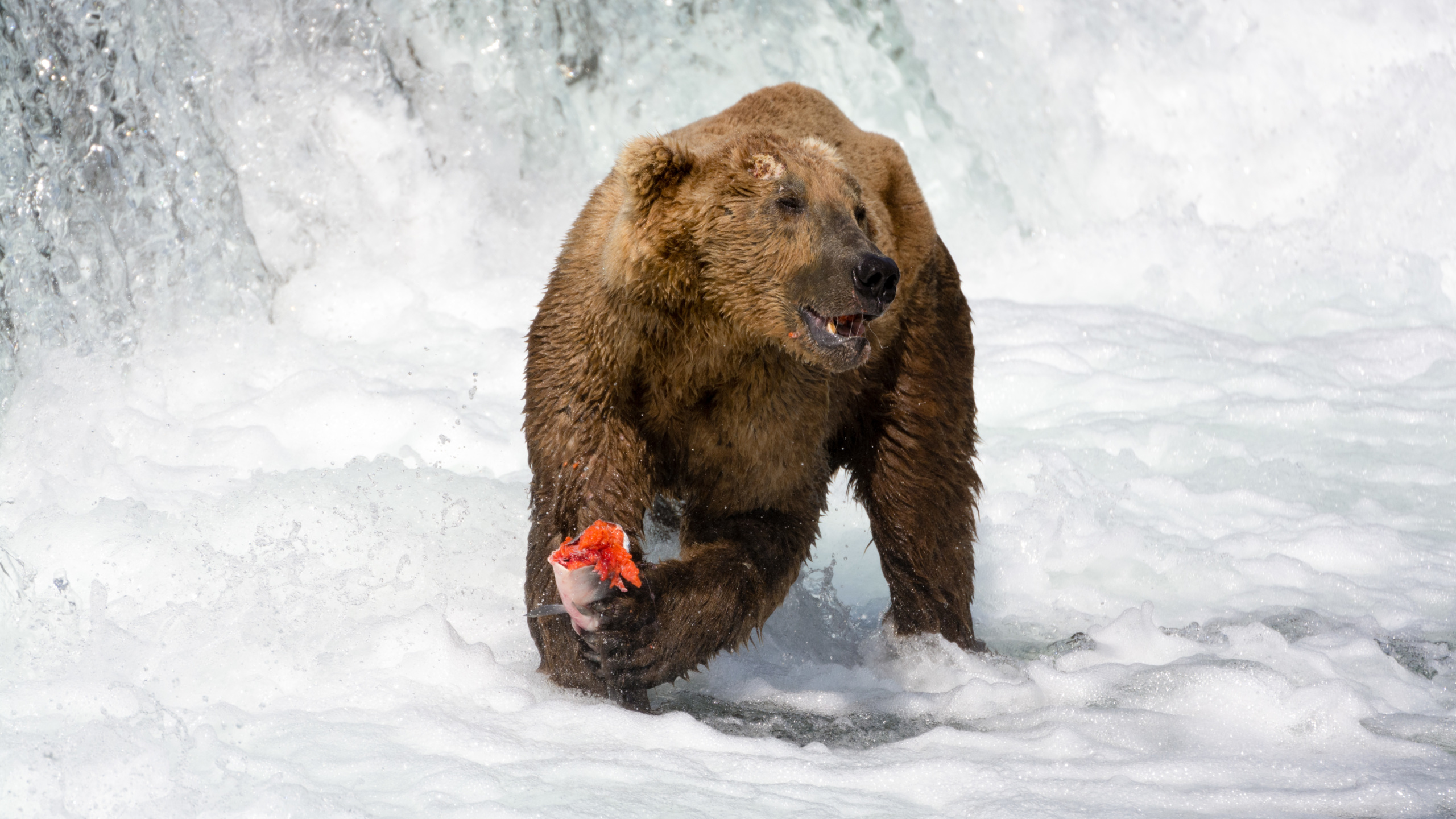 Brown bear eating a salmon while standing in river