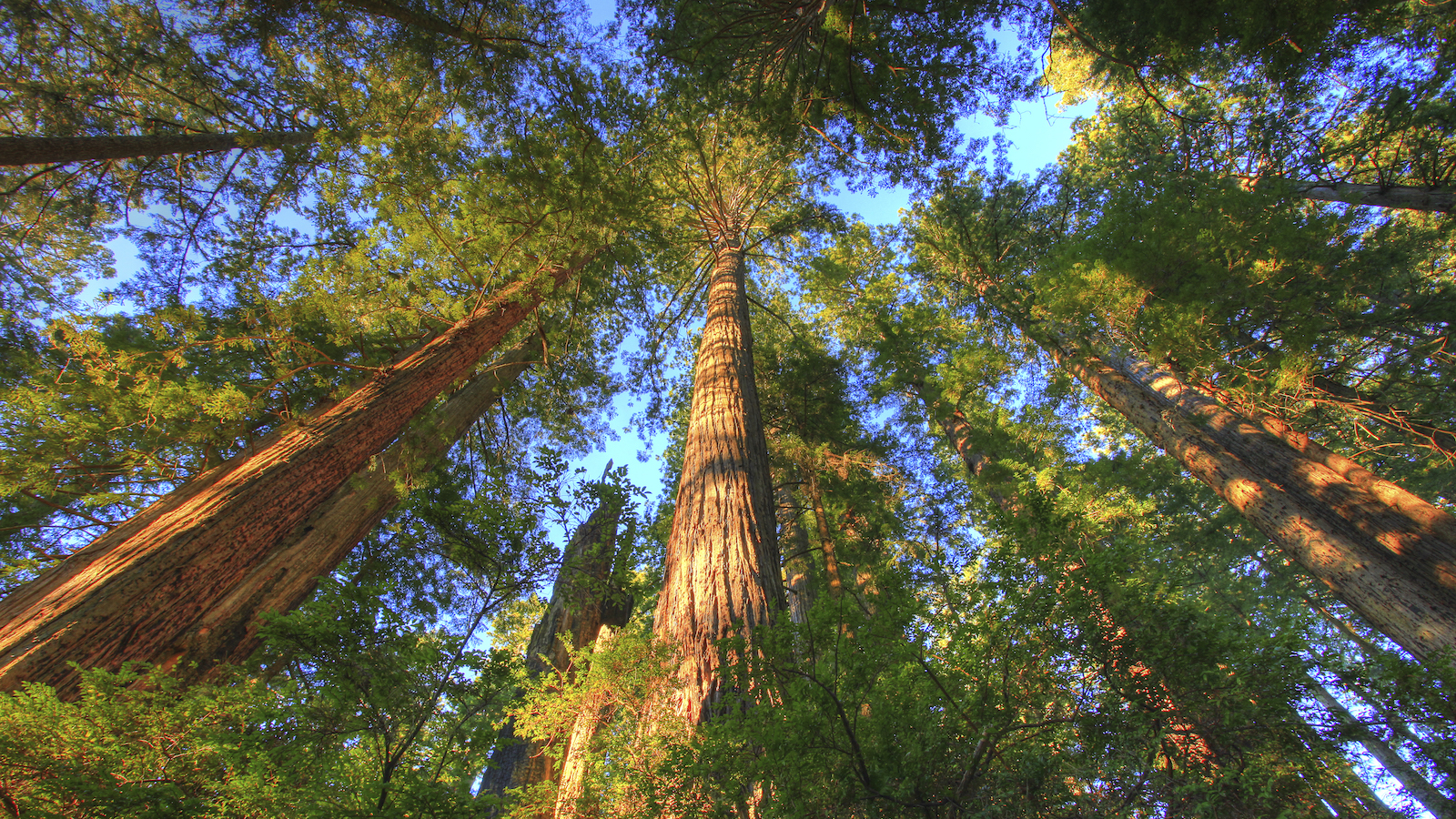 Boreal forest and Old-growth forestss