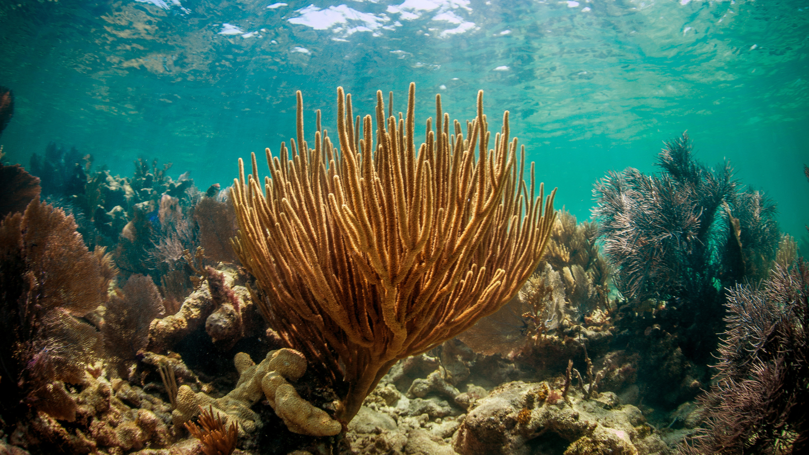 Coral in the Florida Keys NMS