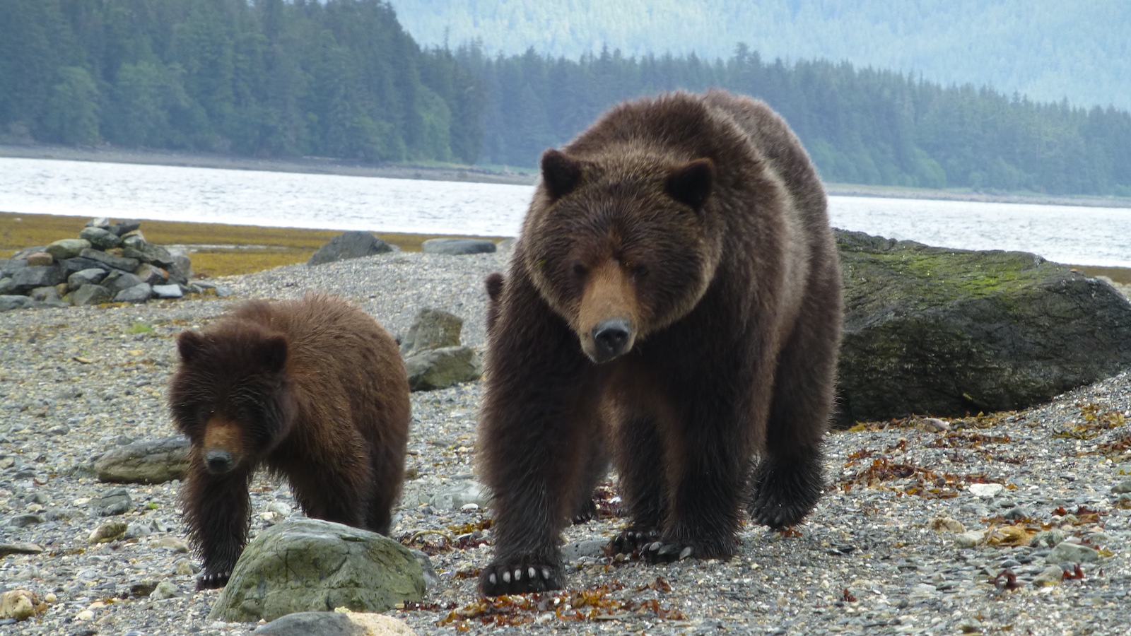 Bears in the Tongass National Forest