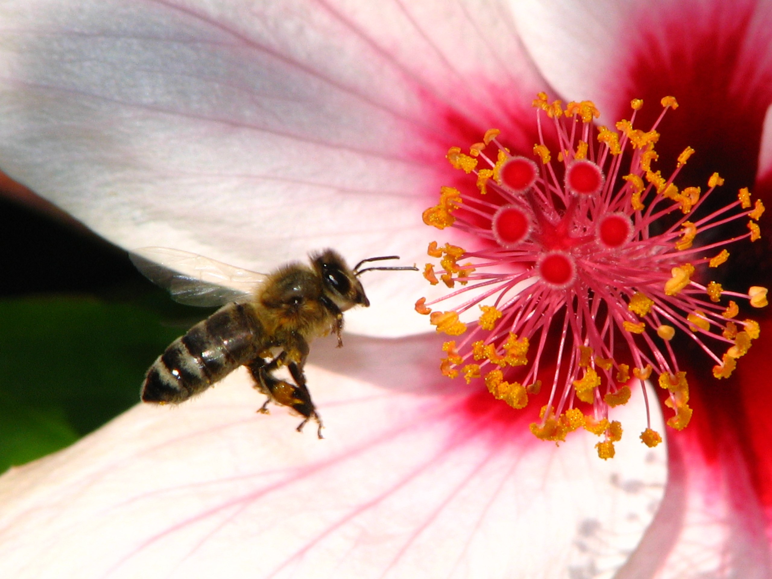 Bee landing on pink and white flower