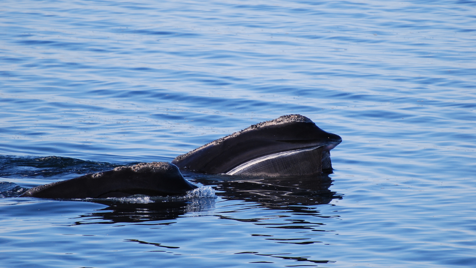 right whale at the surface