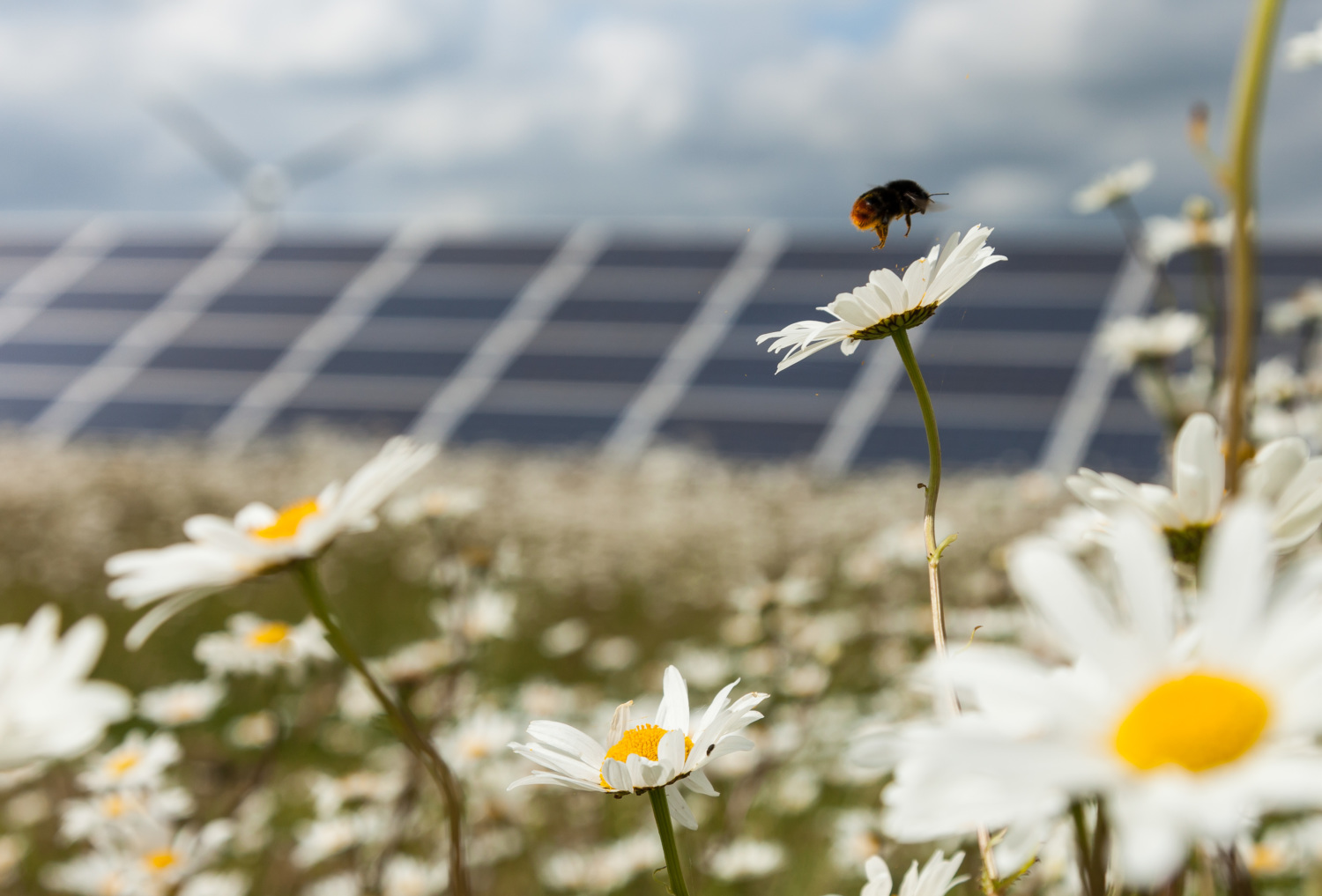 Solar farms can protect habitats and biodiversity