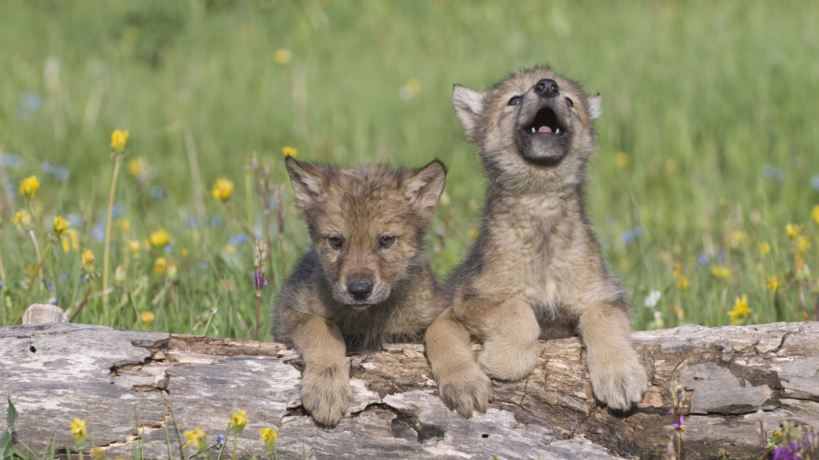 wolf cubs